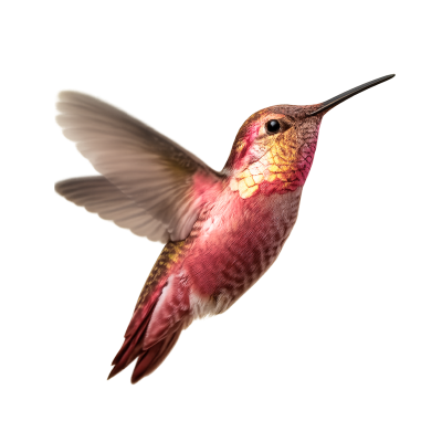 selbstwertgefuehl-staerken-kolibri